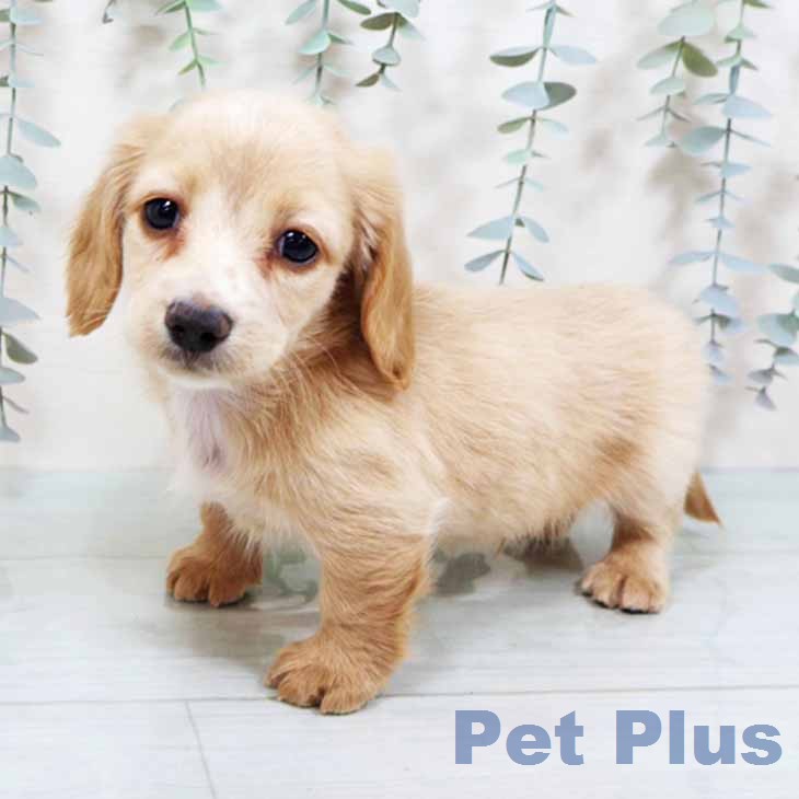 カニーンヘン・ダックスフンド