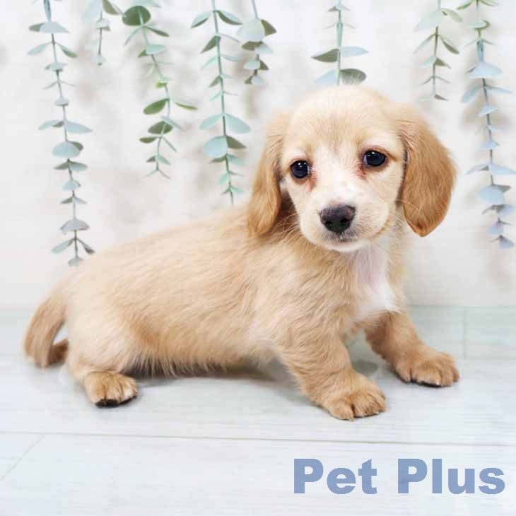 カニーンヘン・ダックスフンドの写真2