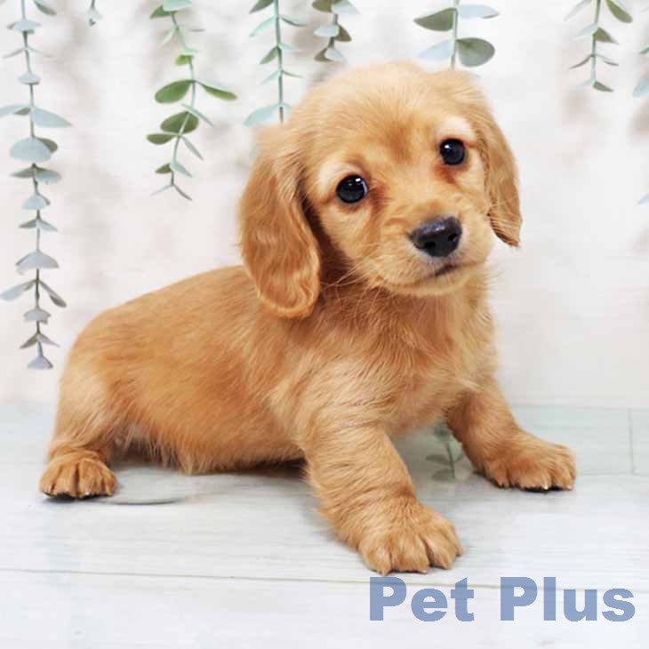 カニーンヘン・ダックスフンド