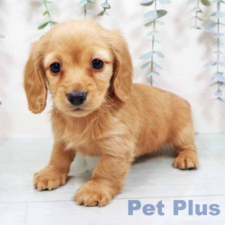 カニーンヘン・ダックスフンドの写真2