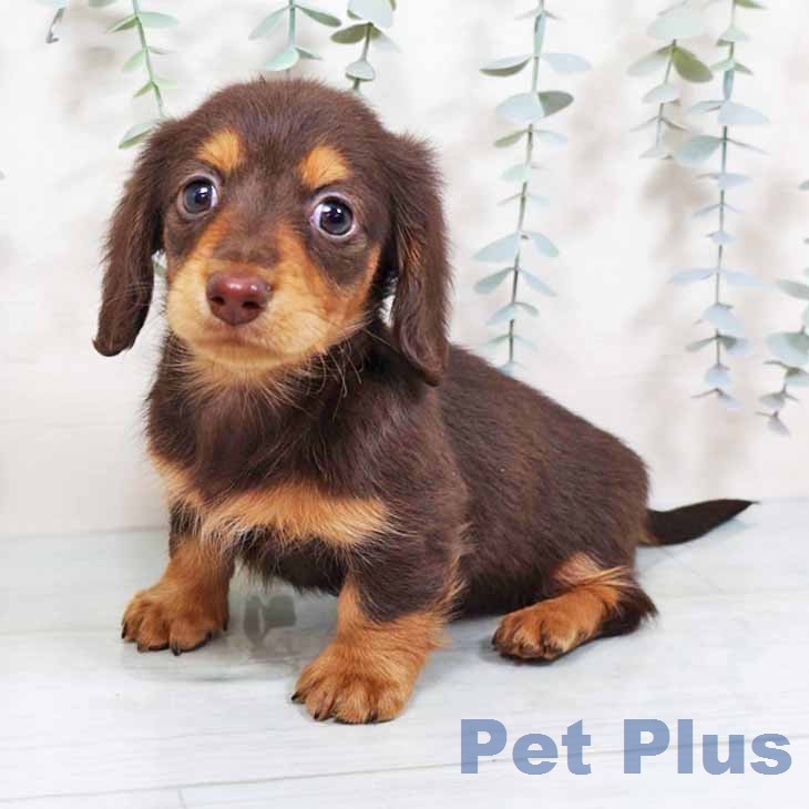 カニーンヘン・ダックスフンド