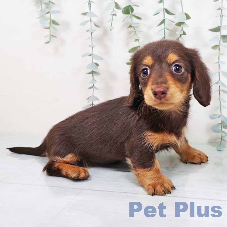 カニーンヘン・ダックスフンドの写真2