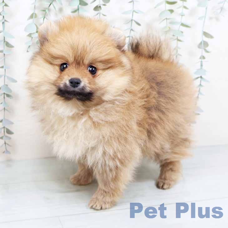 ポメラニアンの写真2