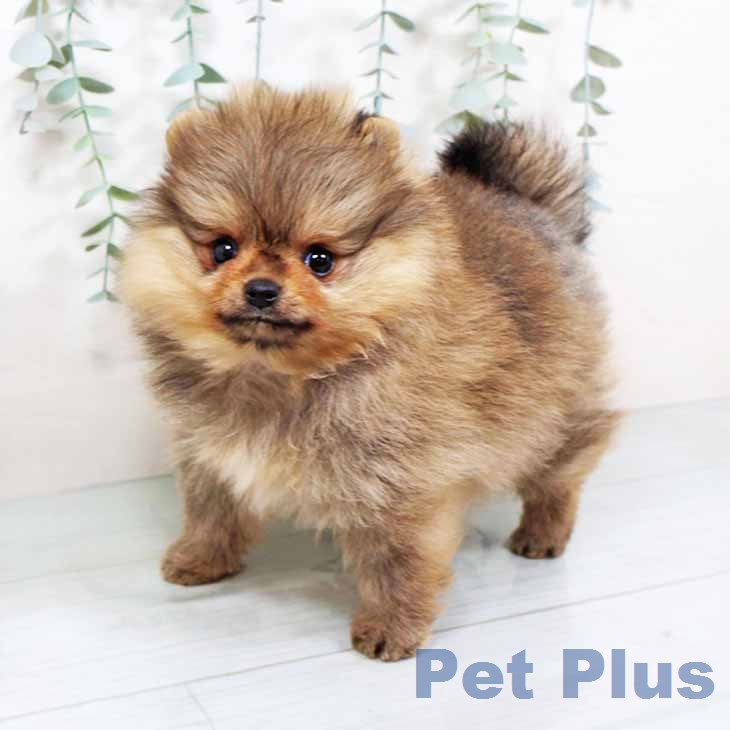 ポメラニアンの写真2