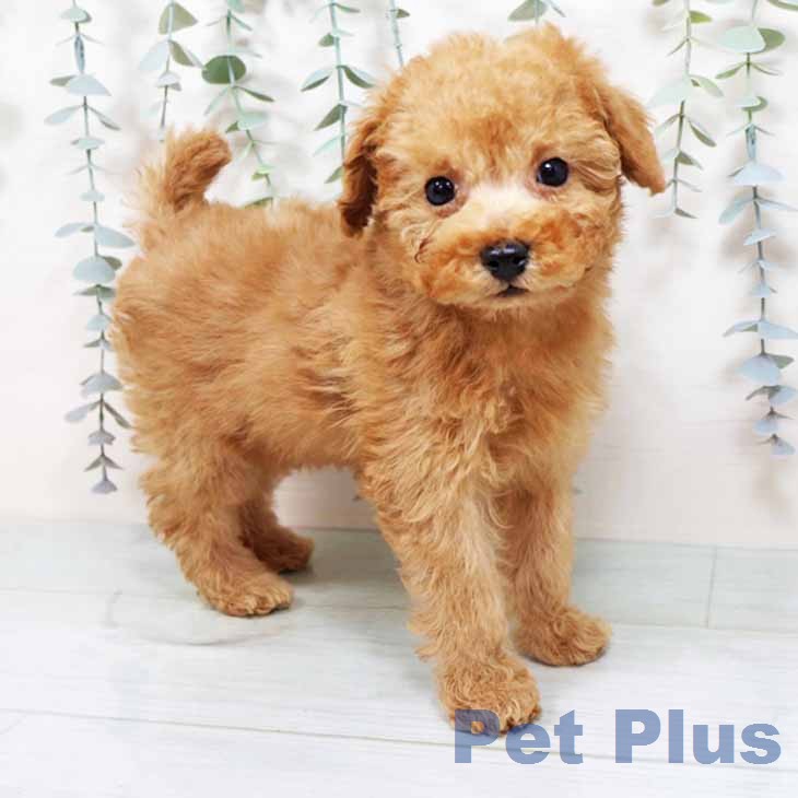 トイ・プードル