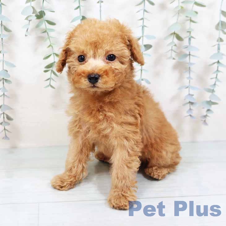 トイ・プードルの写真2