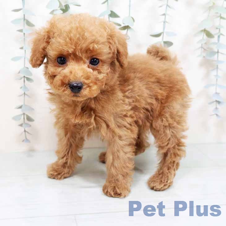 トイ・プードル