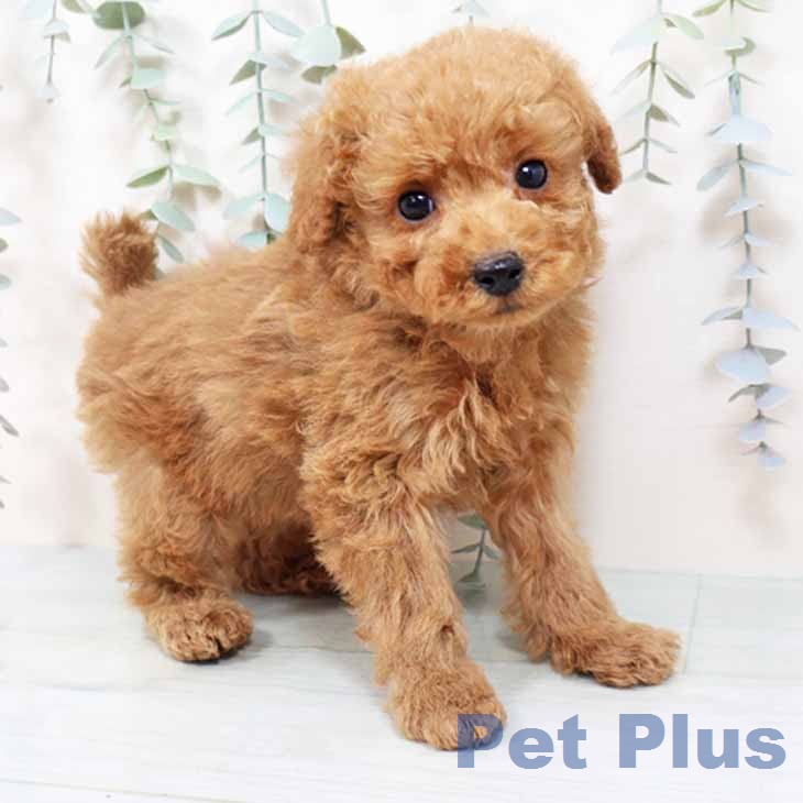 トイ・プードルの写真2