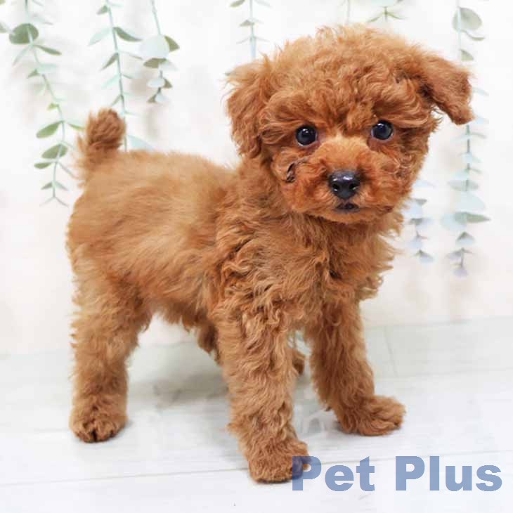 トイ・プードル