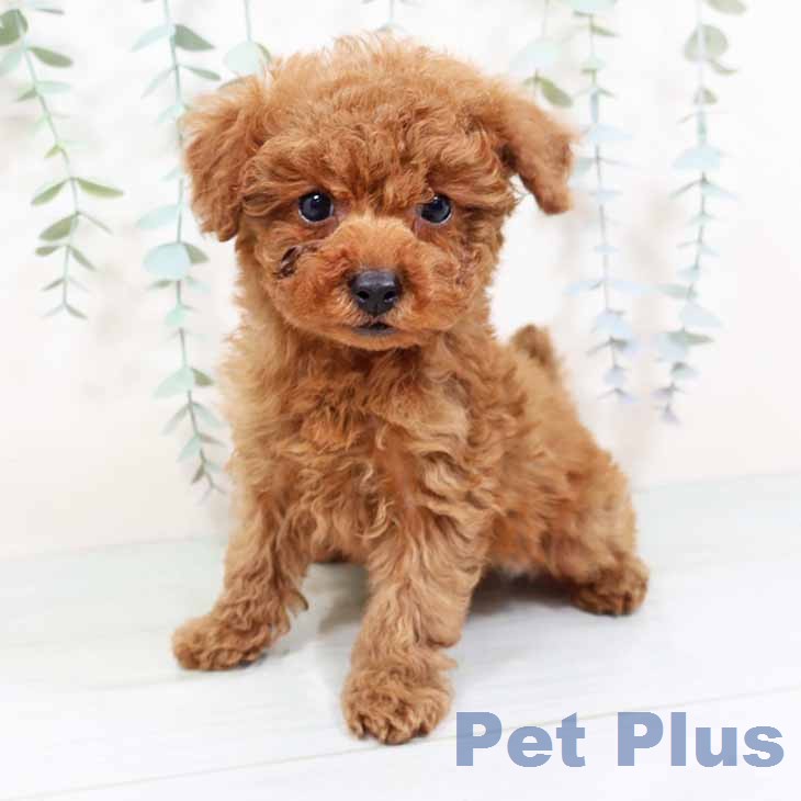 トイ・プードルの写真2