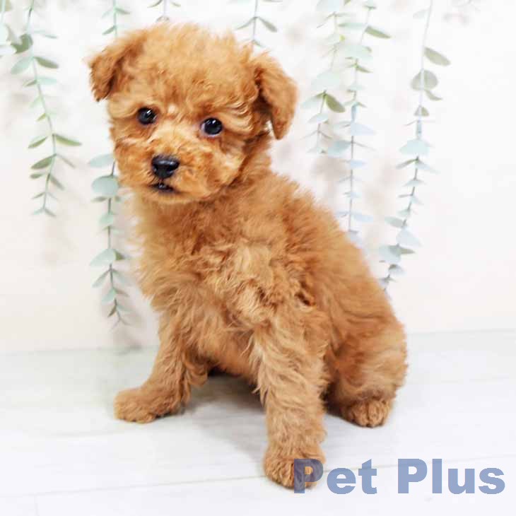 トイ・プードルの写真2