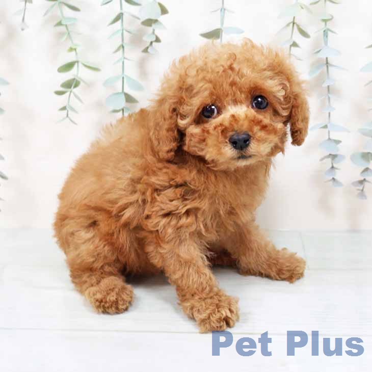 トイ・プードル