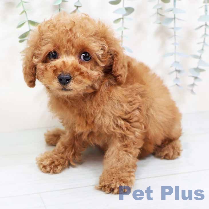 トイ・プードルの写真2