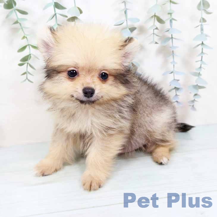 ポメラニアンの写真2