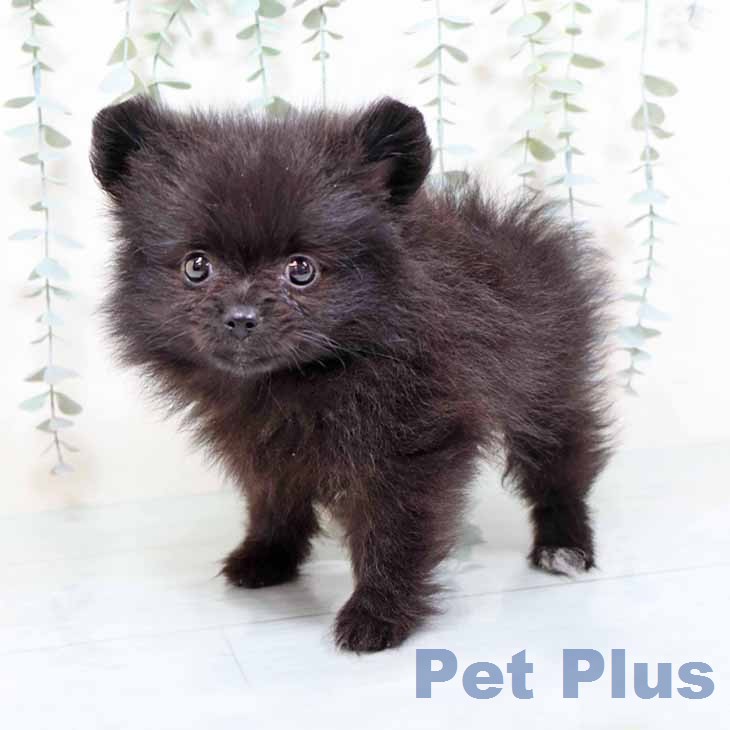 ポメラニアンの写真2