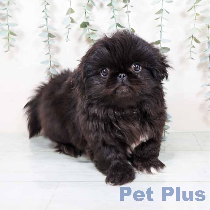 ペキニーズの写真2