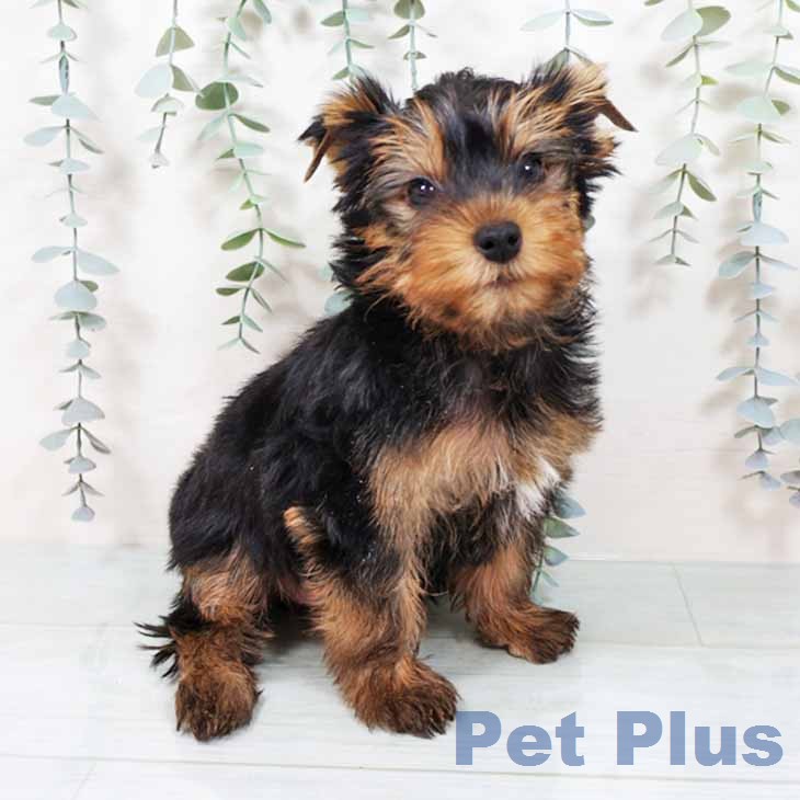 ヨークシャー・テリア