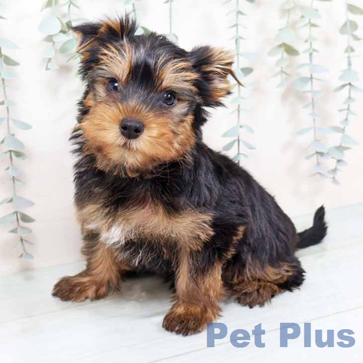 ヨークシャー・テリアの写真2