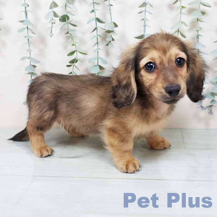 ミニチュア・ダックスフンド