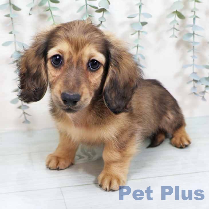 ミニチュア・ダックスフンドの写真2