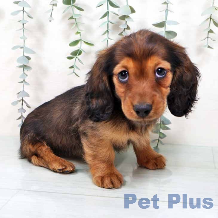 ミニチュア・ダックスフンド