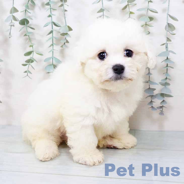 ビション・フリーゼ