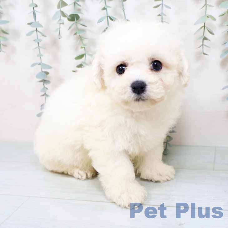 ビション・フリーゼ