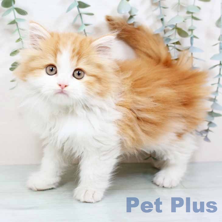 ラガマフィンの写真2