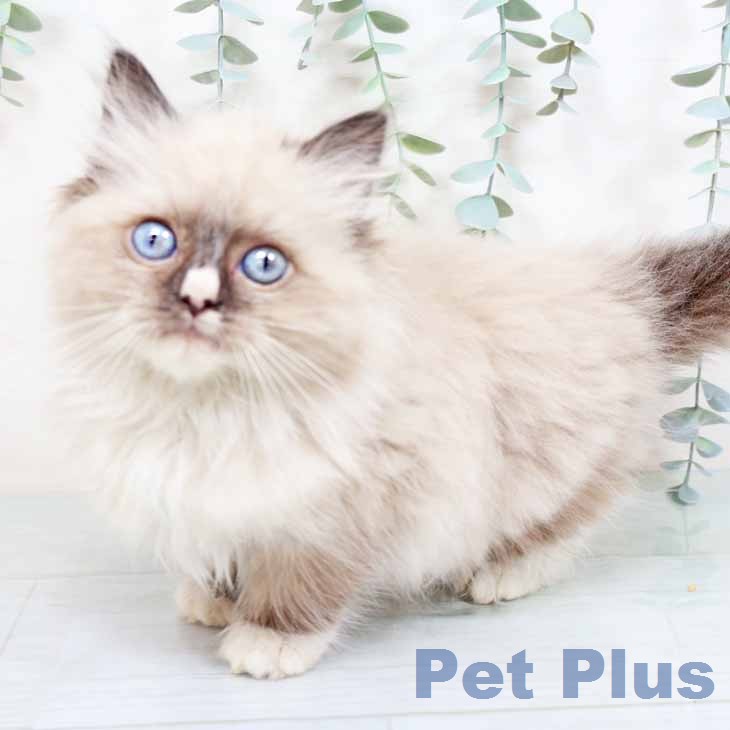 ラグドールの写真2