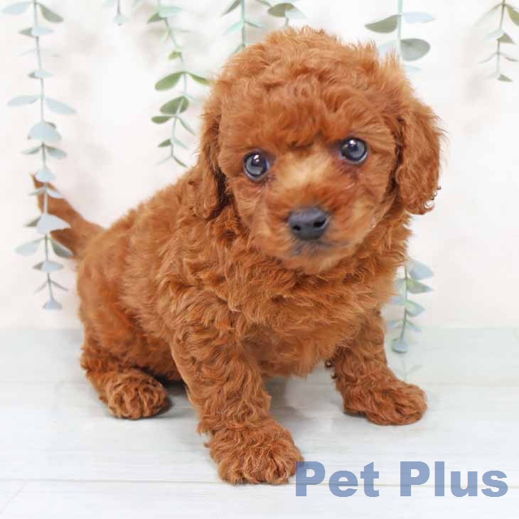 トイ・プードル