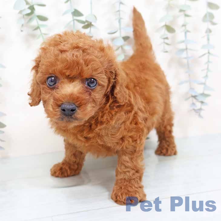 トイ・プードルの写真2