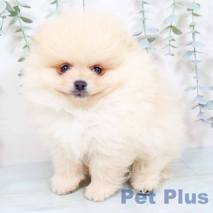 ポメラニアンの写真2