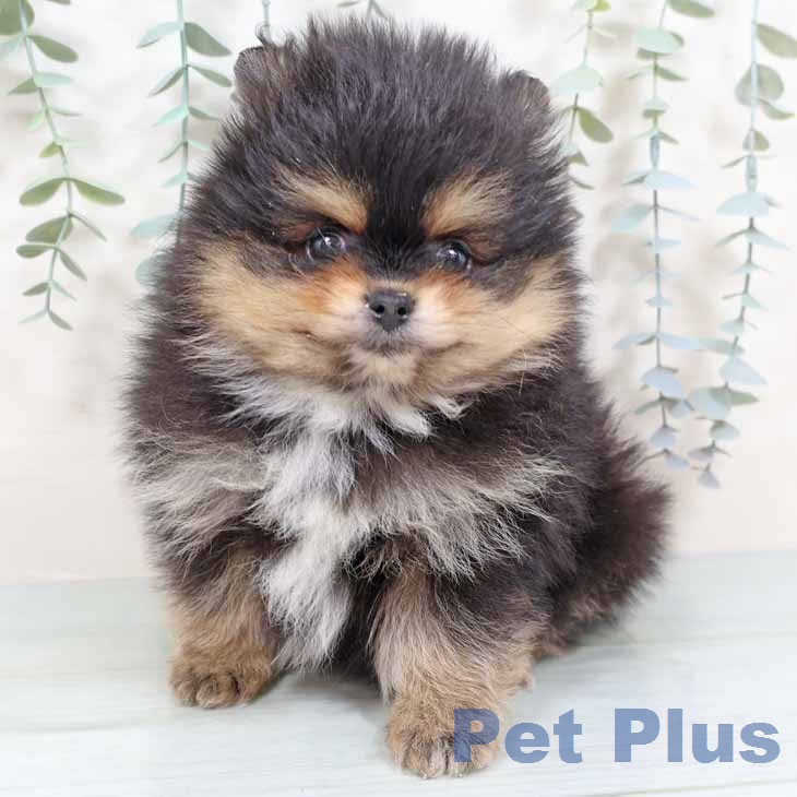 ポメラニアンの写真2