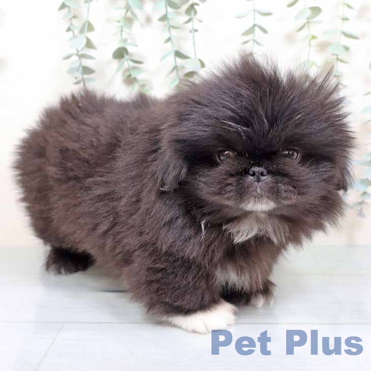 ペキニーズの写真2