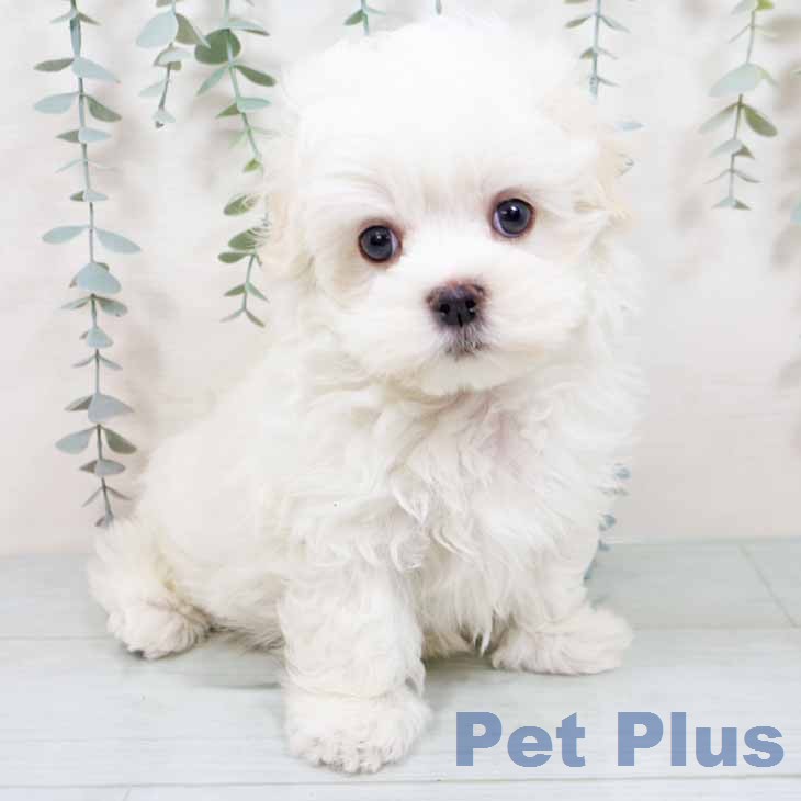 マルチーズの写真2