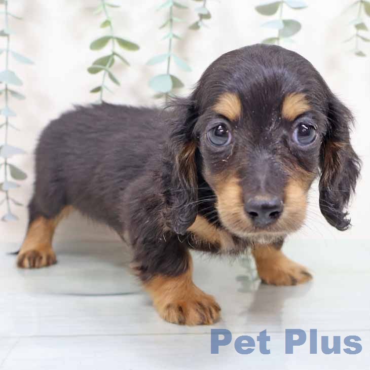 ミニチュア・ダックスフンドの写真2