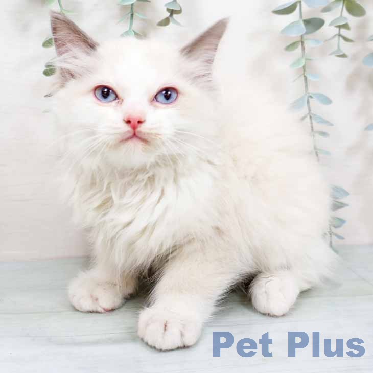 ラグドールの写真2