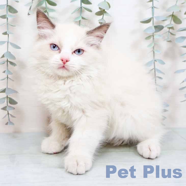 ラグドールの写真2