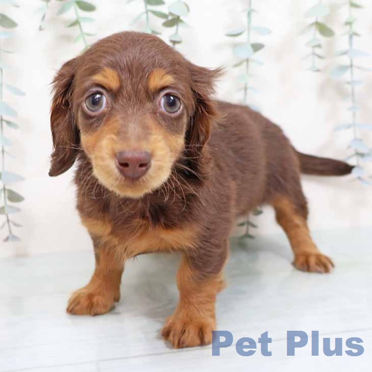 ミニチュア・ダックスフンドの写真2