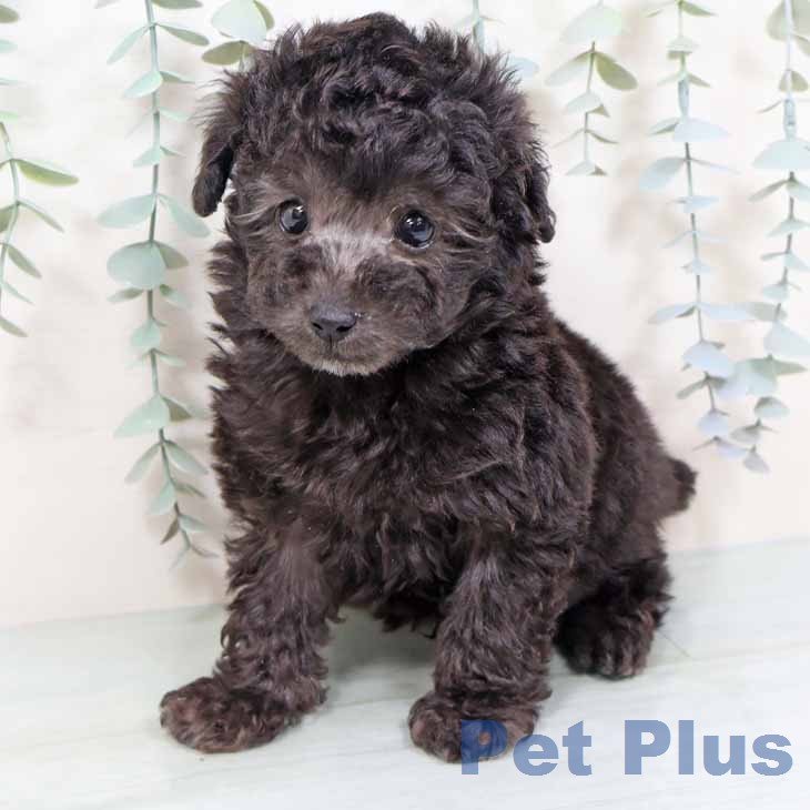 トイ・プードル