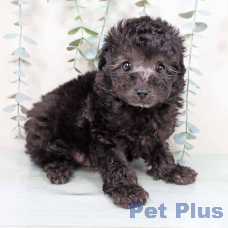 トイ・プードルの写真2