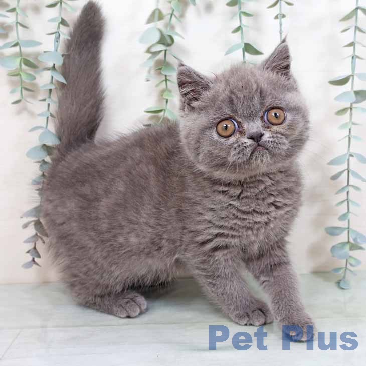 エキゾチック・ショートヘア