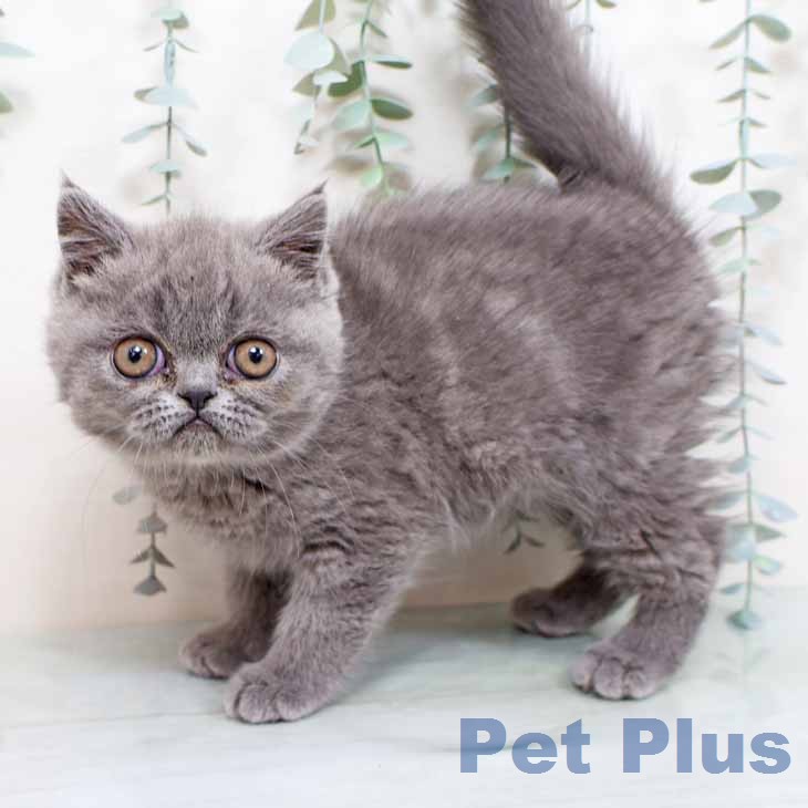 エキゾチック・ショートヘアの写真2