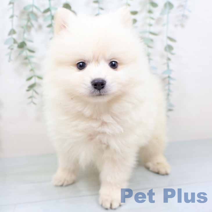ポメラニアンの写真2