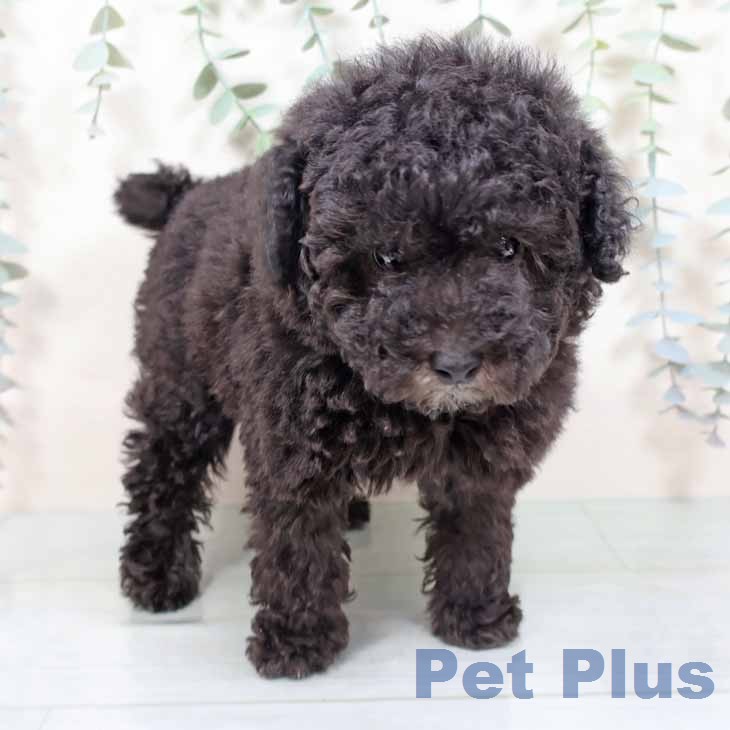 トイ・プードル