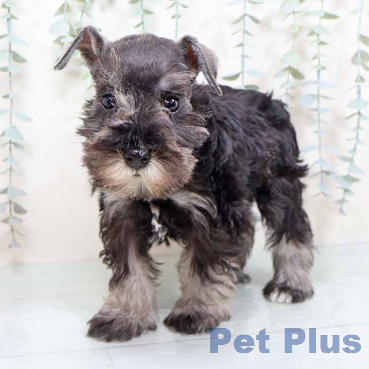 ミニチュア・シュナウザーの写真2