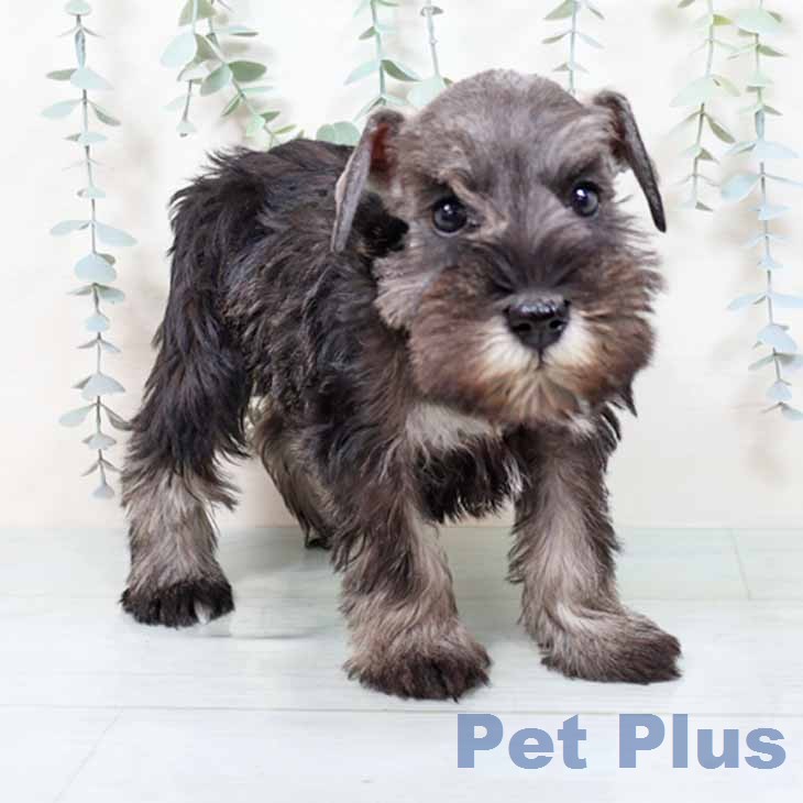 ミニチュア・シュナウザー