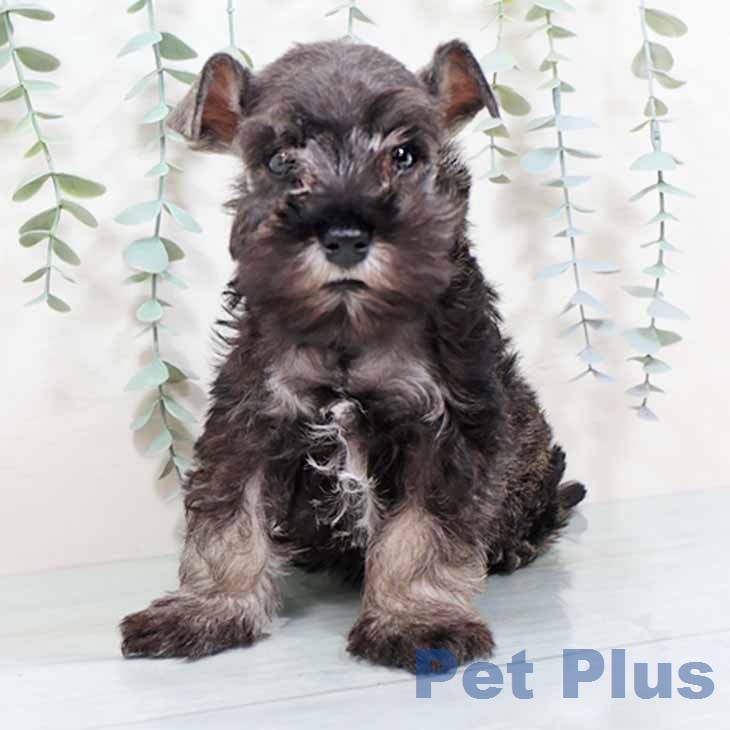 ミニチュア・シュナウザー