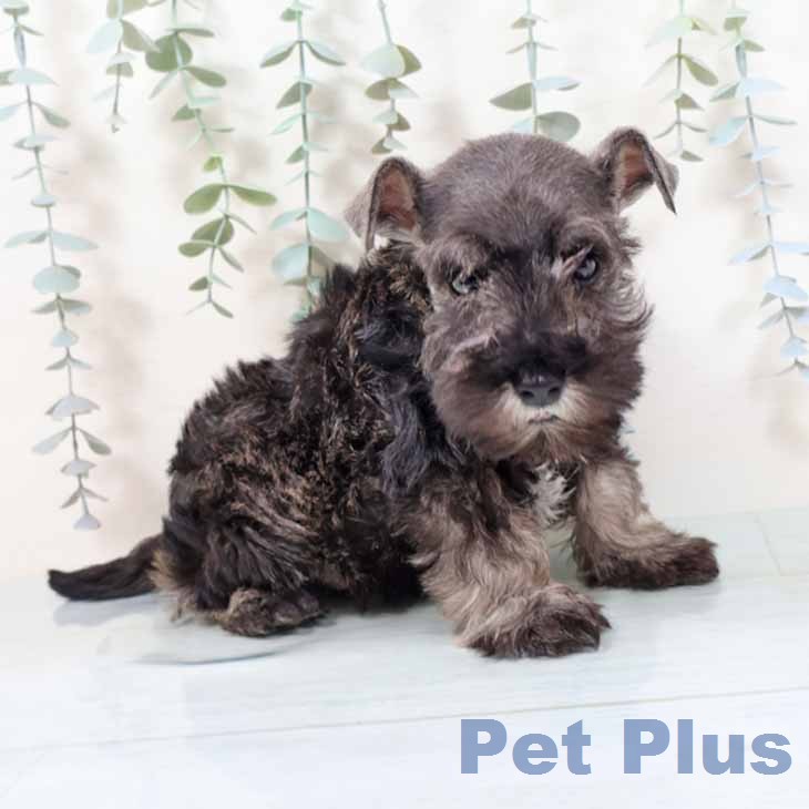 ミニチュア・シュナウザーの写真2