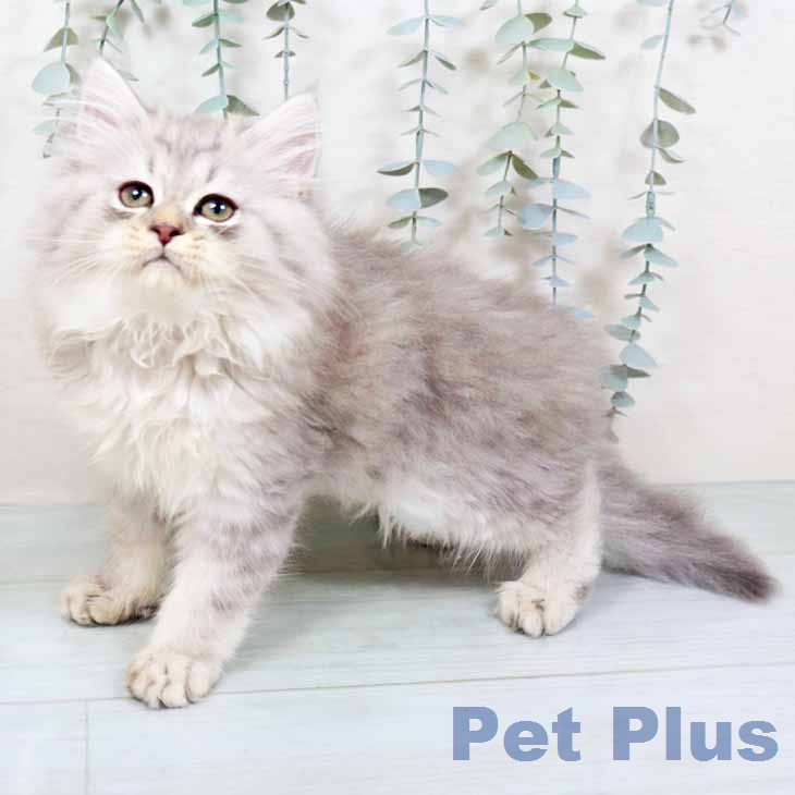 ラガマフィンの写真2